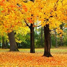 Trees to become wood chips for smoking