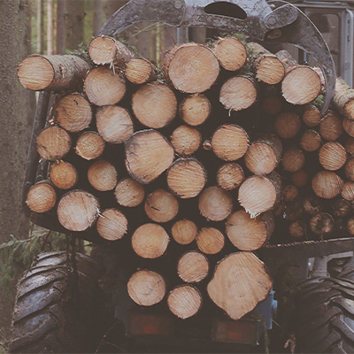 Freshly harvested trees to be milled into wood chips for smoking